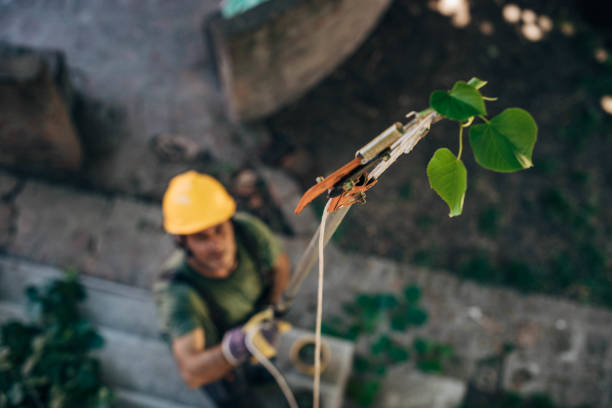 How Our Tree Care Process Works  in Elwood, UT